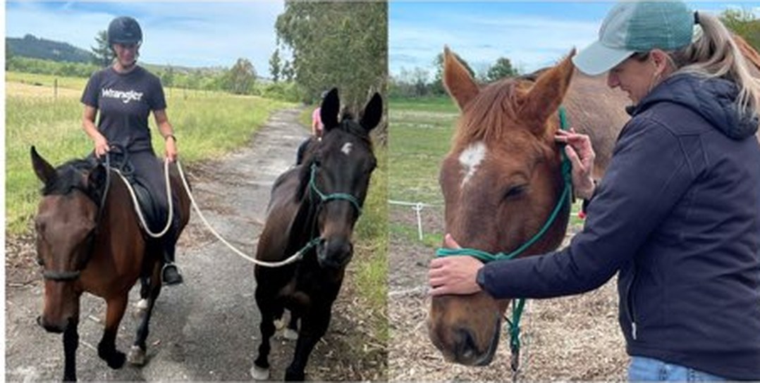 Krystle Parker working with horses in North Canterbury